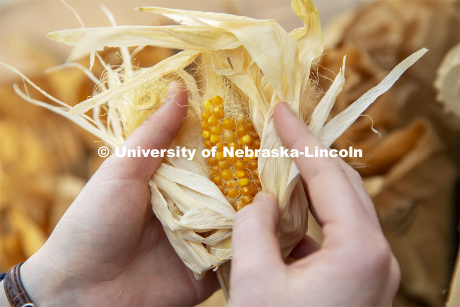 Leandra Marshall holds an ear harvested from popcorn growing in the Beadle Center’s greenhouse. Once the seed line is developed, it will be hybridized for larger ears and larger popped kernels. David Holding, Associate Professor in Agronomy and Horticulture, and graduate student Leandra Marshall study the popped results of a new line of popcorn high in protein. January 30, 2019. Photo by Craig Chandler / University Communication.