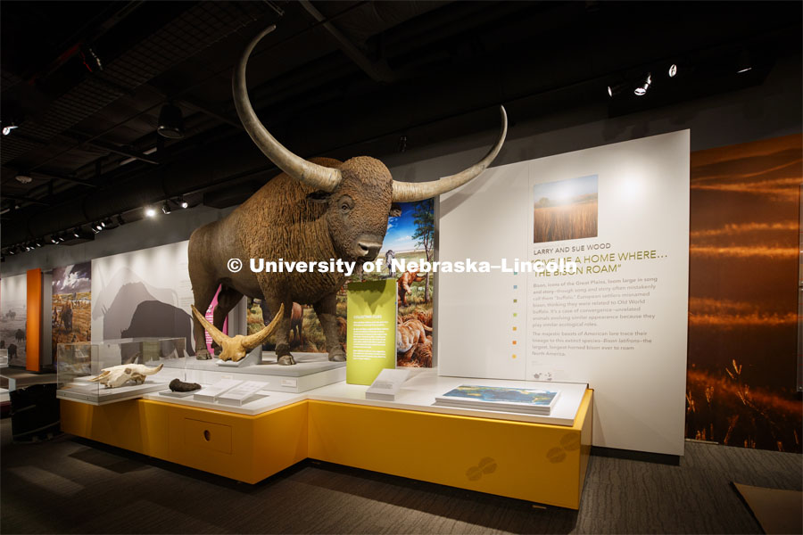 Cherish Nebraska opens to the public on Saturday, February 16 in the University of Nebraska State Museum in Morrill Hall. The new exhibit spaces celebrate Nebraska's natural heritage - the diversity of life that has been shaped over the millennia by Nebraska's changing environments. February 11, 2019. Photo by Craig Chandler / University Communication.