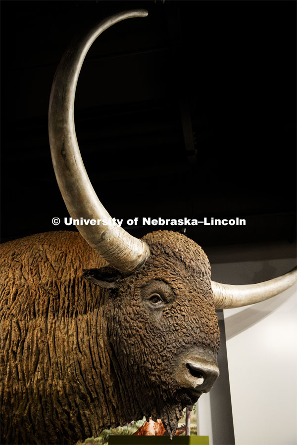 Cherish Nebraska opens to the public on Saturday, February 16 in the University of Nebraska State Museum in Morrill Hall. The new exhibit spaces celebrate Nebraska's natural heritage - the diversity of life that has been shaped over the millennia by Nebraska's changing environments. February 11, 2019. Photo by Craig Chandler / University Communication.