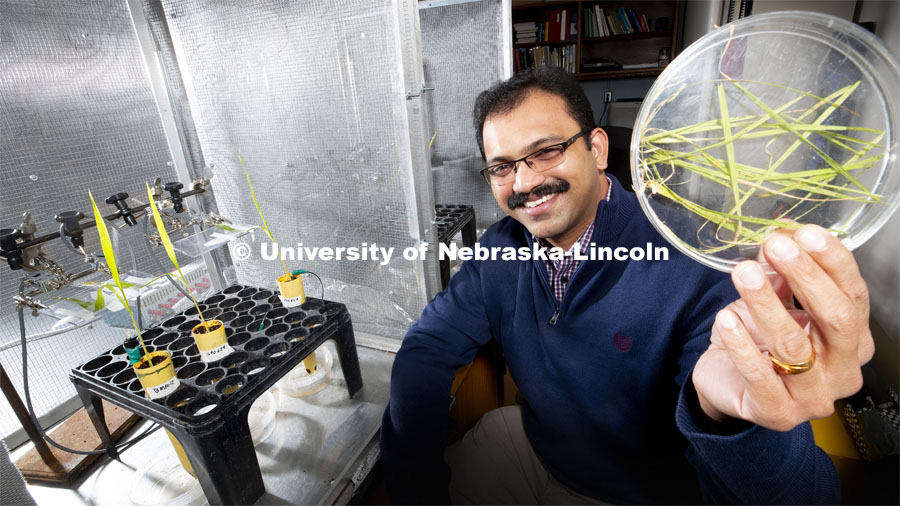 Nebraska’s Joe Louis, assistant professor of Entomology, is testing the resistance of aphids to various varieties of sorghum and corn. A wire is adhered to an aphid's back with conductive paint. A plant is given an electric charge. As the aphid sucks the sugars in the plant, the electric flow increases and is measured. On aphid-resistant plants, the current barely registers. Louis holds a dish of leaves infested by corn-leaf aphids. Louis and his colleagues have found that spraying a corn plant with one of its own defensive compounds might reduce aphid colonization by as much as 30 percent. The lab setup is at left. February 22, 2019. Photo by Craig Chandler / University Communication