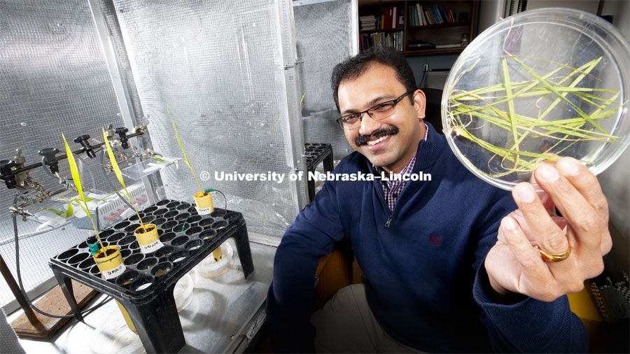 Joe Louis, assistant professor of Entomology, is testing the resistance of aphids to various varieties of sorghum and corn. A wire is adhered to an aphid's back with conductive paint. The plant is given an electric charge. As the aphid sucks the sugars in the plant, the electric flow increases and is measured.  On aphid-resistant plants, the current barely registers. Louis holds up a collection of leaves infested by corn-leaf aphids. Louis and his colleagues have found that spraying a corn plant with one of its own defensive compounds might reduce aphid colonization by as much as 30 percent. The lab setup is at left. February 22, 2019. Photo by Craig Chandler / University Communication.