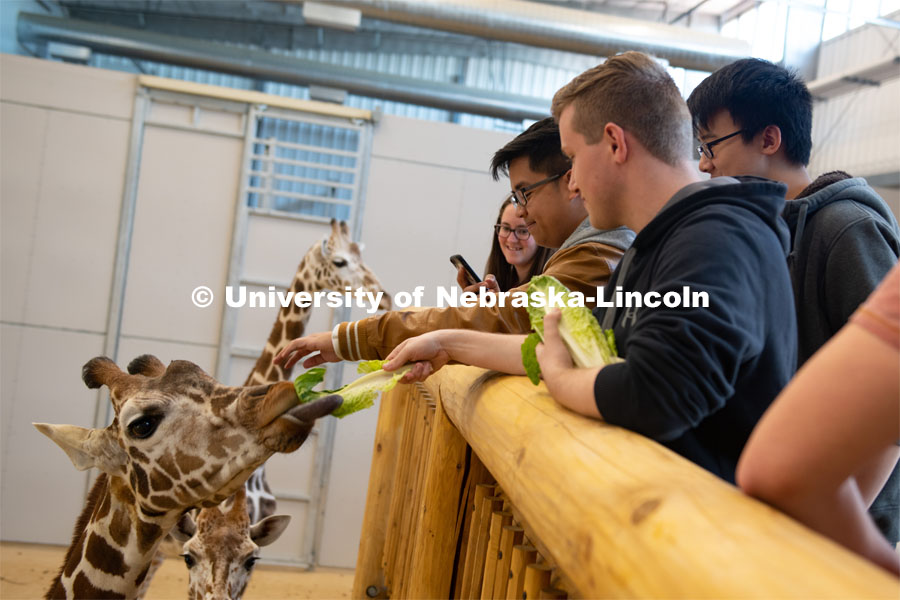 Theme Park Design Group students interact with the Lincoln Children's Zoo giraffes, Allie, Phoebe and Joey. April 2, 2019. Photo by Gregory Nathan / University Communication.