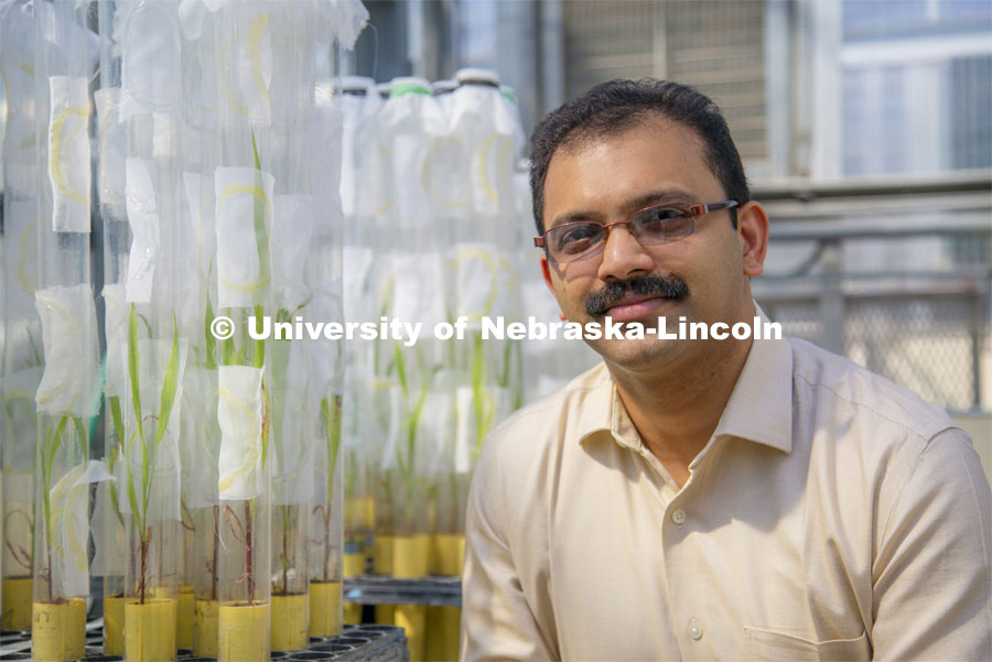 Joe Louis, Harold and Esther Edgerton assistant professor of entomology at the University of Nebraska–Lincoln, has earned a five-year, $1.5 million Faculty Early Career Development Program award from the National Science Foundation to continue his research into helping sorghum naturally resist sugarcane aphids. Photo by Jeff Wilkerson / Research and Economic Development.