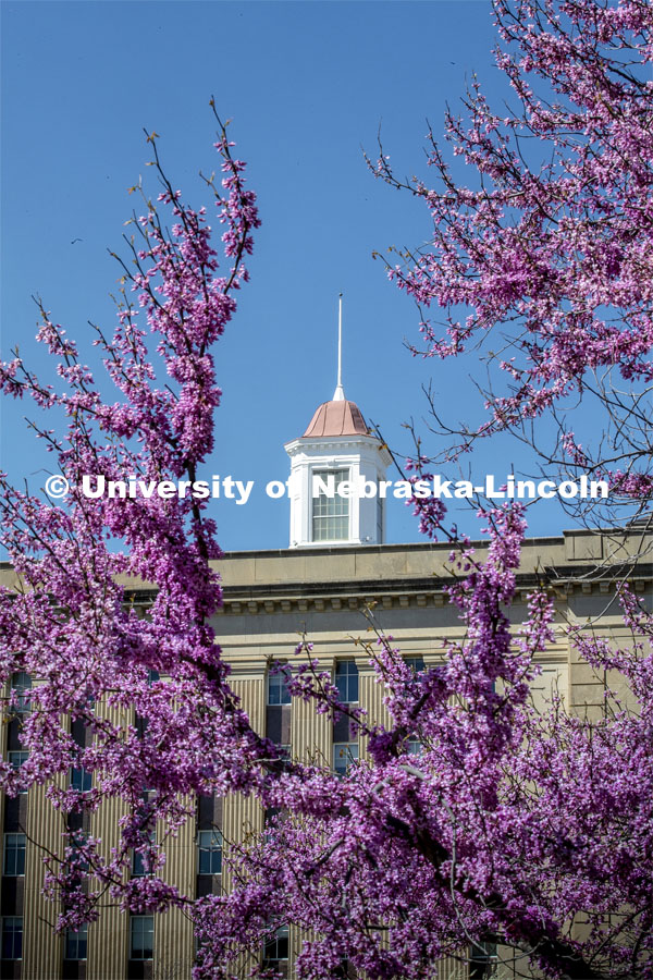 The south side of Love Library and the cupola is framed with a blooming red bud tree. Spring on City Campus. April 24, 2019. Photo by Craig Chandler / University Communication.