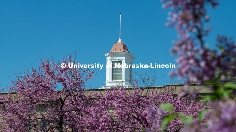 Spring flowers and trees frame the Love Library Cupola with purple blossoms. April 24, 2019. Photo by Greg Nathan / University Communication.