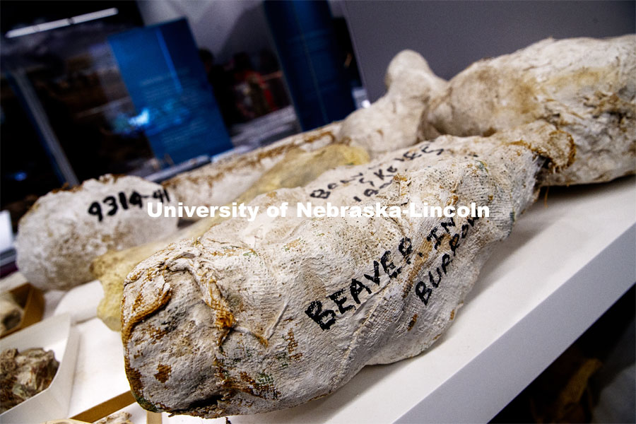 A beaver fossil awaits it time in the limelight in Morrill Hall's Visual Lab on the museum's fourth floor. May 21, 2019. Photo by Craig Chandler / University Communication.