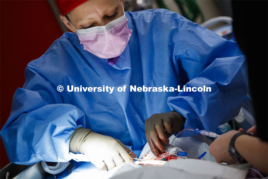 Dr. Beth Galles performs surgery in an East Campus vet med surgery suite. Benjamin Terry, associate professor of mechanical and materials engineering, is collaborating with the University of Nebraska Medical Center and University of Colorado Boulder to develop a technology that can administer oxygen to military members being transported from remote locales. Photo used for 2018-2019 Annual Report on Research at Nebraska. June 18, 2017. Photo by Craig Chandler / University Communication.
