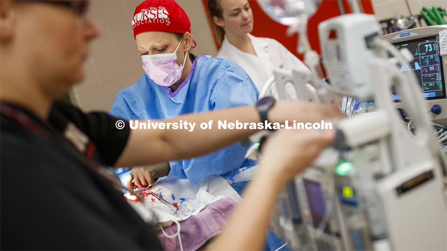 Dr. Beth Galles performs surgery in an East Campus vet med surgery suite. Benjamin Terry, associate professor of mechanical and materials engineering, is collaborating with the University of Nebraska Medical Center and University of Colorado Boulder to develop a technology that can administer oxygen to military members being transported from remote locales. Photo used for 2018-2019 Annual Report on Research at Nebraska. June 18, 2017. Photo by Craig Chandler / University Communication.