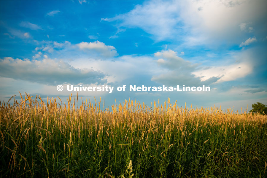 Reed canary grass at the Eastern Nebraska Research and Extension Center, Ithaca, Nebraska. July 2, 2019. Photo by Gregory Nathan / University Communication.
