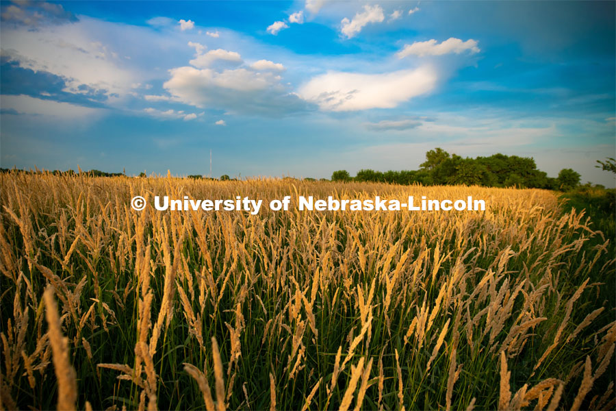 Reed canary grass at the Eastern Nebraska Research and Extension Center, Ithaca, Nebraska. July 2, 2019. Photo by Gregory Nathan / University Communication.