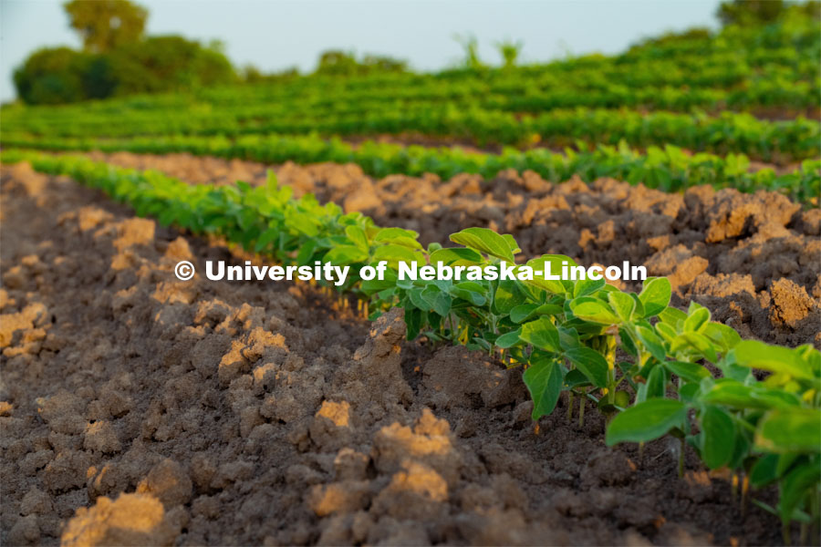 Soy Beans at the Eastern Nebraska Research and Extension Center, Ithaca, Nebraska. July 2, 2019. Photo by Gregory Nathan / University Communication.