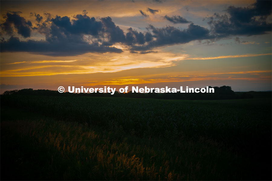 Corn Field at the Eastern Nebraska Research and Extension Center. July 2, 2019. Photo by Gregory Nathan / University Communication.