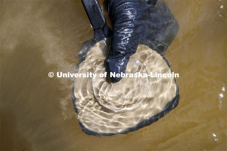A sand sample is brought out of the river. Kayla Vondracek, junior in Environmental Studies, researches algae in the Niobrara River. Jessica Corman, assistant professor in the School of Natural Resources, UCARE research group researching algae in the Niobrara River. Fort Niobrara National Wildlife Refuge. July 12; 2019. Photo by Craig Chandler / University Communication.