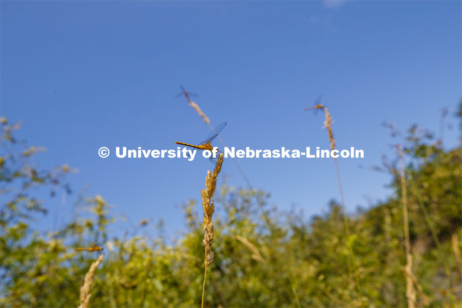 A dragonfly rests on a piece of grass in western Nebraska. Jessica Corman, assistant professor in the School of Natural Resources, UCARE research group researching algae in the Niobrara River. Fort Niobrara National Wildlife Refuge. July 13, 2019. Photo by Craig Chandler / University Communication.