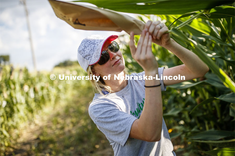 Leandra Parsons, PhD student from Oakley, KS, bags the tassels of the popcorn hybrid she is researching. David Holding, Associate Professor of Agronomy and Horticulture, and his team is pollenating popcorn hybrids at their East Campus field. July 17, 2019. Photo by Craig Chandler / University Communication.
