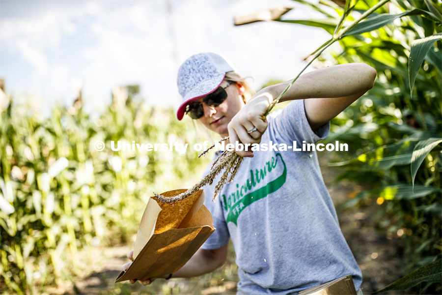 Leandra Parsons, PhD student from Oakley, KS, bags the tassels of the popcorn hybrid she is researching. David Holding, Associate Professor of Agronomy and Horticulture, and his team is pollenating popcorn hybrids at their East Campus field. July 17, 2019. Photo by Craig Chandler / University Communication.