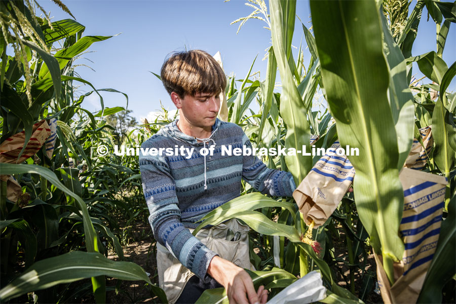 Payton Knutzen-Young, senior in chemistry from Lincoln, bags the tassels of the popcorn hybrid he is researching. David Holding, Associate Professor of Agronomy and Horticulture, and his team is pollenating popcorn hybrids at their East Campus field. July 17, 2019. Photo by Craig Chandler / University Communication.