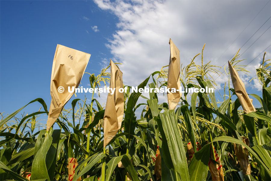David Holding, Associate Professor of Agronomy and Horticulture, and his team is pollenating popcorn hybrids at their East Campus field. July 17, 2019. Photo by Craig Chandler / University Communication.