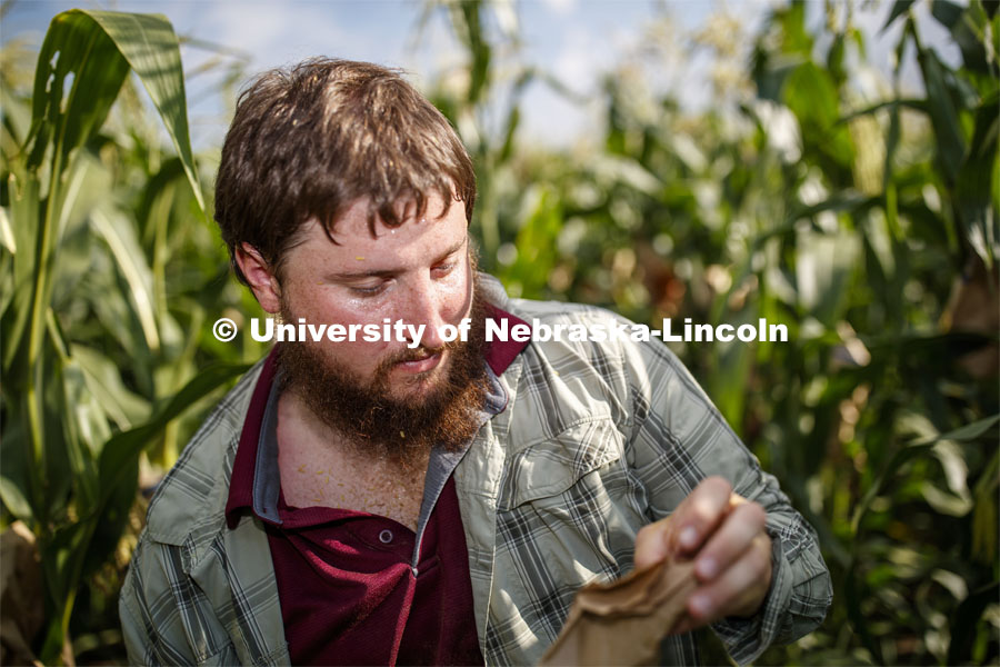 Preston Hurst, PhD student in agronomy and horticulture from Decatur, Alabama, bags the tassels of the popcorn hybrid he is researching. David Holding, Associate Professor of Agronomy and Horticulture, and his team is pollenating popcorn hybrids at their East Campus field.  July 17, 2019. Photo by Craig Chandler / University Communication.
