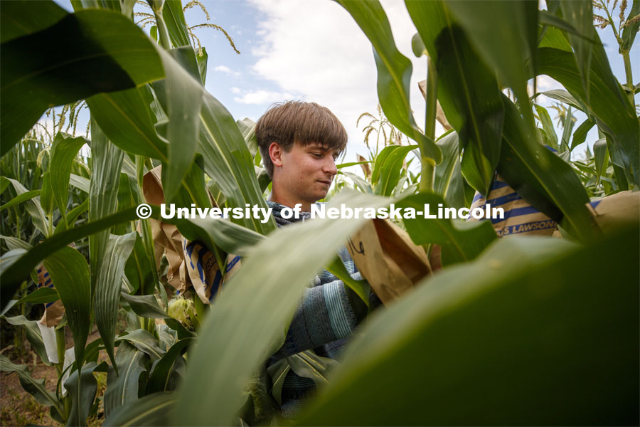 Payton Knutzen-Young, senior in chemistry from Lincoln, bags the tassels of the popcorn hybrid he is researching. David Holding, Associate Professor of Agronomy and Horticulture, and his team is pollenating popcorn hybrids at their East Campus field. July 17, 2019. Photo by Craig Chandler / University Communication.