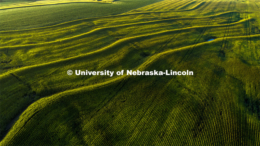 Aerial view of corn field south of Bennet, NE. August 13, 2019. Photo by Craig Chandler / University Communication.