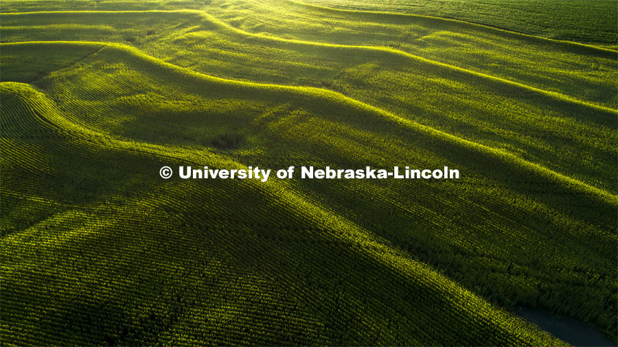 Aerial view of corn field south of Bennet, NE. August 13, 2019. Photo by Craig Chandler / University Communication.