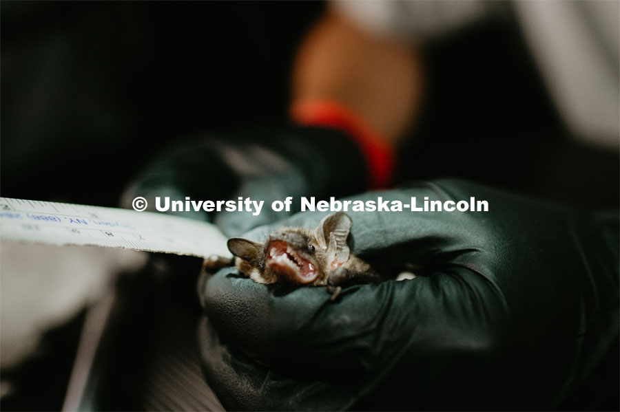 Nebraska graduate student Christopher Fill is studying the patterns of bats living at Homestead National Monument near Beatrice. Christopher working on a bat that they netted. August 19, 2019. Photo by Justin Mohling / University Communication.