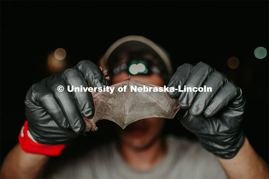 Nebraska graduate student Christopher Fill is studying the patterns of bats living at Homestead National Monument near Beatrice. Christopher holds up a bat and spreads its wing open. August 19, 2019. Photo by Justin Mohling / University Communication.