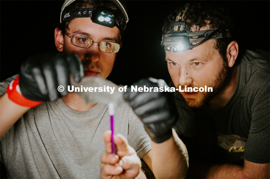 Nebraska graduate student Christopher Fill is studying the patterns of bats living at Homestead National Monument near Beatrice. Christopher Fill and Ben Hale hold up a bat and study its wing. August 19, 2019. Photo by Justin Mohling / University Communication.