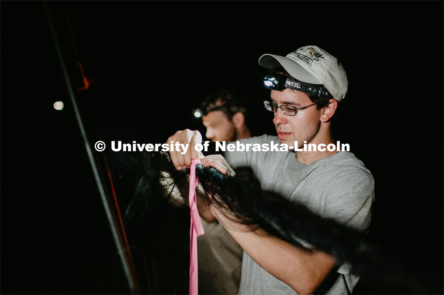 Nebraska graduate student Christopher Fill is studying the patterns of bats living at Homestead National Monument near Beatrice. Christopher prepping the nets for release. August 19, 2019. Photo by Justin Mohling / University Communication.