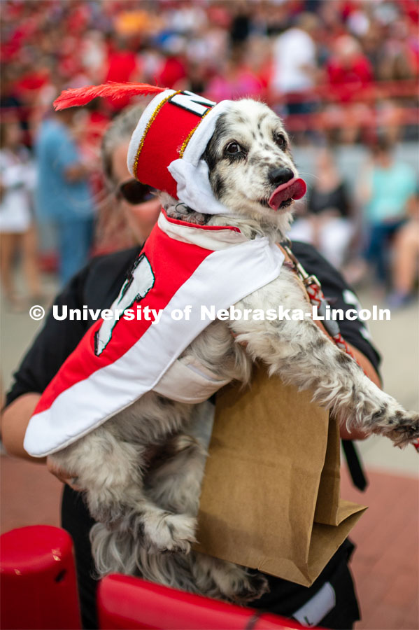 Joey the Cornhusker Marching Band dog. Big Red Welcome week featured the Cornhusker Marching Band Exhibition where they showed highlights of what the band has been working on during their pre-season Band Camp, including their famous “drill down”. August 23, 2019. Photo by Justin Mohling / University Communication.