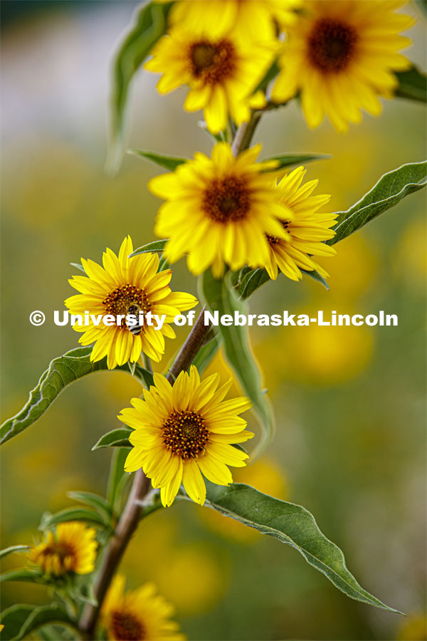 Sunflowers at Spring Creek Prairie Audubon Center southwest of Lincoln, NE. September 18, 2019. Photo by Craig Chandler / University Communication.