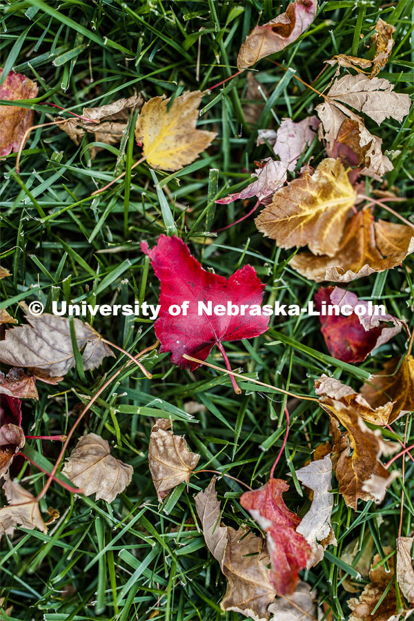 Fall leaves in the grass on City Campus. October 28, 2019. Photo by Craig Chandler / University Communication.