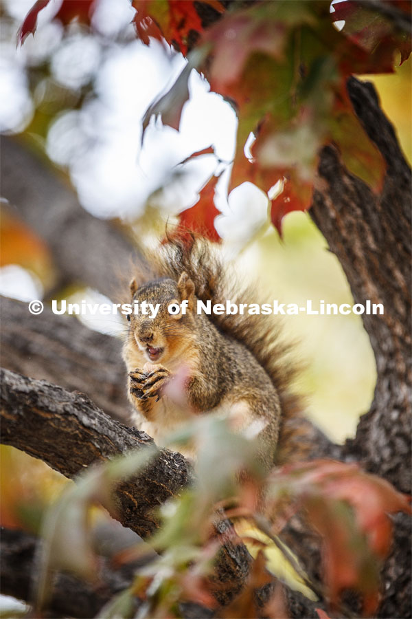 Squirrel eating a nut in a tree on UNL’s City Campus. Squirrel refused to give name. October 30, 2019. Photo by Craig Chandler / University Communication.