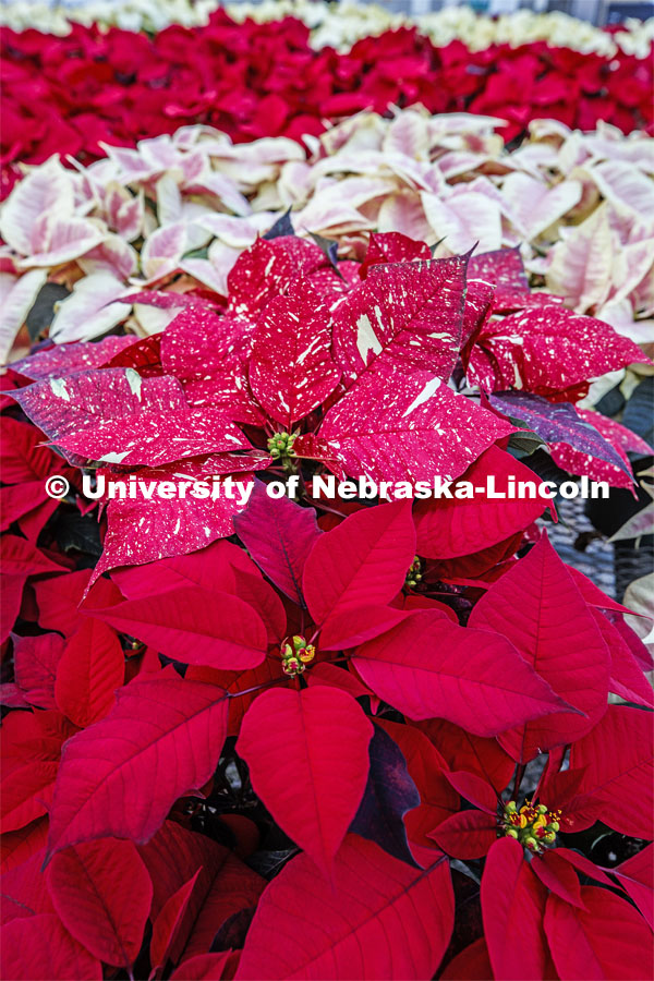 Poinsettias to be sold at the annual Horticulture Club sale. December 2, 2019. Photo by Craig Chandler / University Communication.