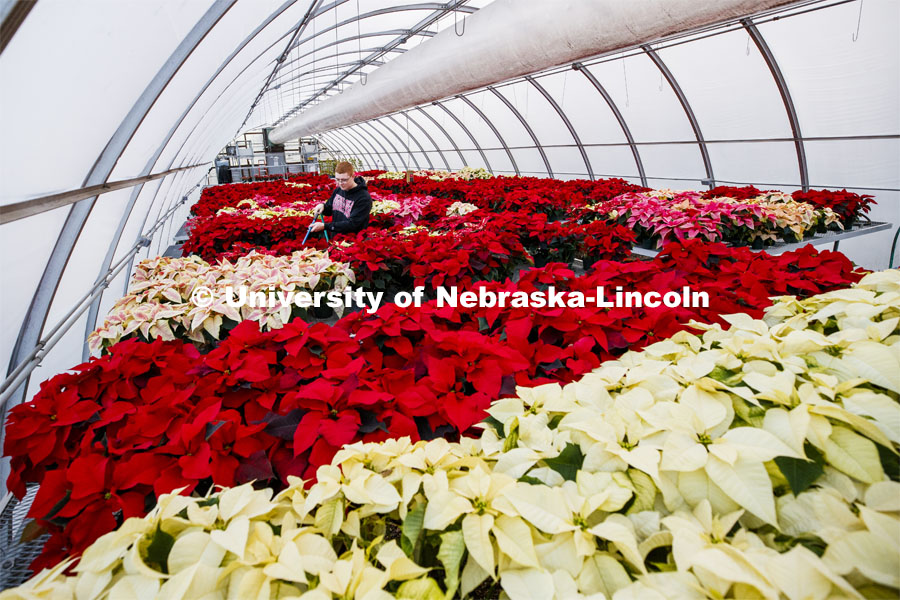 Brandon Mars, sophomore in horticulture from Muskego, WI, waters the poinsettias in an East Campus greenhouse to be sold at the annual Horticulture Club sale. December 2, 2019. Photo by Craig Chandler / University Communication.