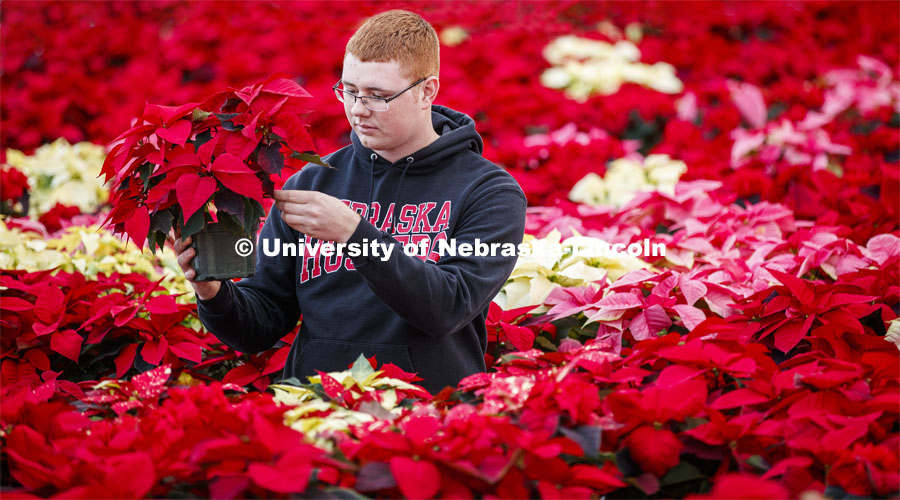 Brandon Mars, sophomore in horticulture from Muskego, WI, waters the poinsettias in an East Campus greenhouse to be sold at the annual Horticulture Club sale. December 2, 2019. Photo by Craig Chandler / University Communication.