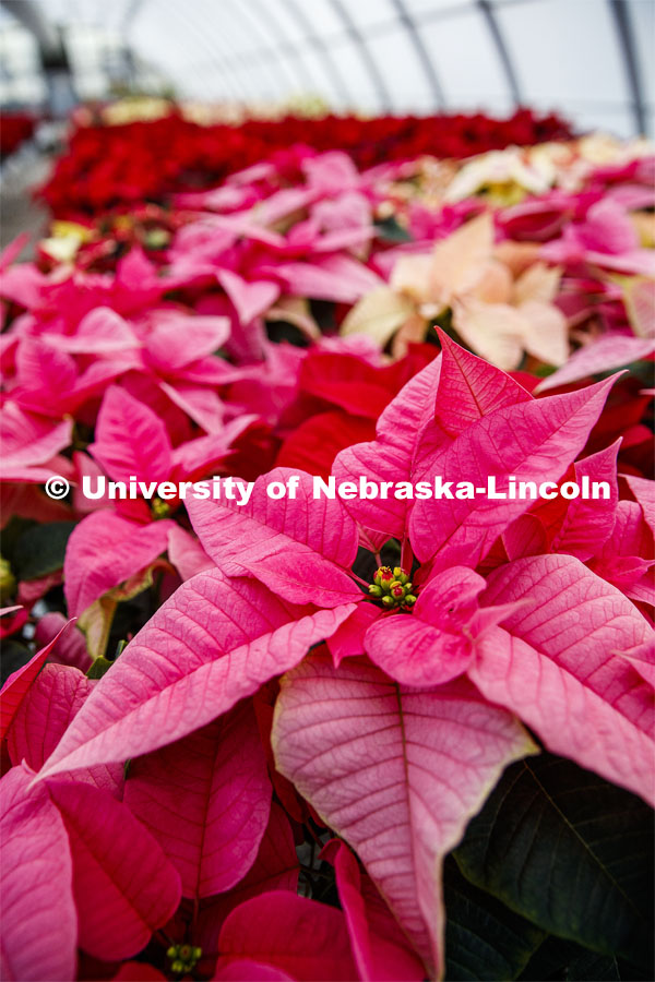 Poinsettias to be sold at the annual Horticulture Club sale. December 2, 2019. Photo by Craig Chandler / University Communication.