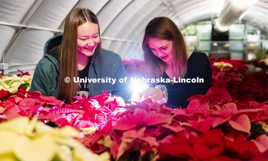 Twas the night before the poinsettia sale and all through the greenhouse, Nebraska Horticulture Club members sort poinsettias for the annual sale. Leslie Aase and Kaley Wilcox check out the leaves of a plant using their phone as they sorted the plants in the dimly lighted greenhouse. December 4, 2019. Photo by Craig Chandler / University Communication.