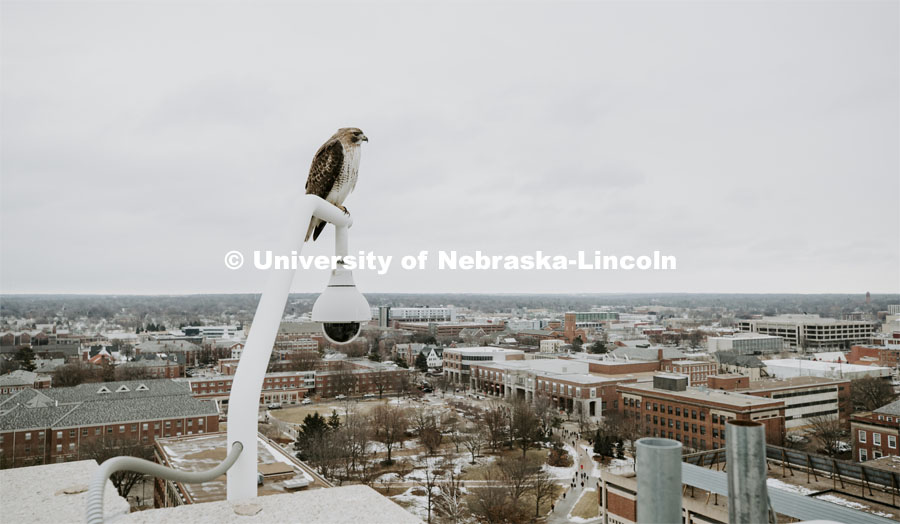 A hawk keeps an eye on campus while perching on a security camera atop Oldfather Hall. January 31, 2020. Photo by Craig Chandler / University Communication.