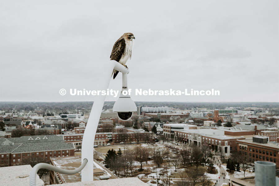 A hawk keeps an eye on campus while perching on a security camera atop Oldfather Hall. January 31, 2020. Photo by Craig Chandler / University Communication.