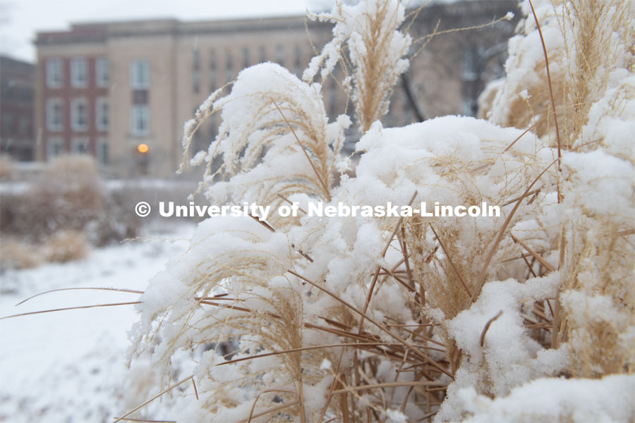 Pampas grass covered in snow. Snow on UNL’s City Campus. February 5, 2020. Photo by Gregory Nathan / University Communication.