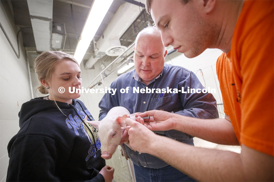 Laura Reiling (left), freshman in Animal Science from Malcom, NE, and Clayton Thomas (right), freshman in Animal Science from Bloomington, IL, discuss a baby pig with Bryan Reiling, associate professor in Animal Science. Students in ASCI 150 - Animal Production Skills. March 12, 2020. Photo by Craig Chandler / University Communication.