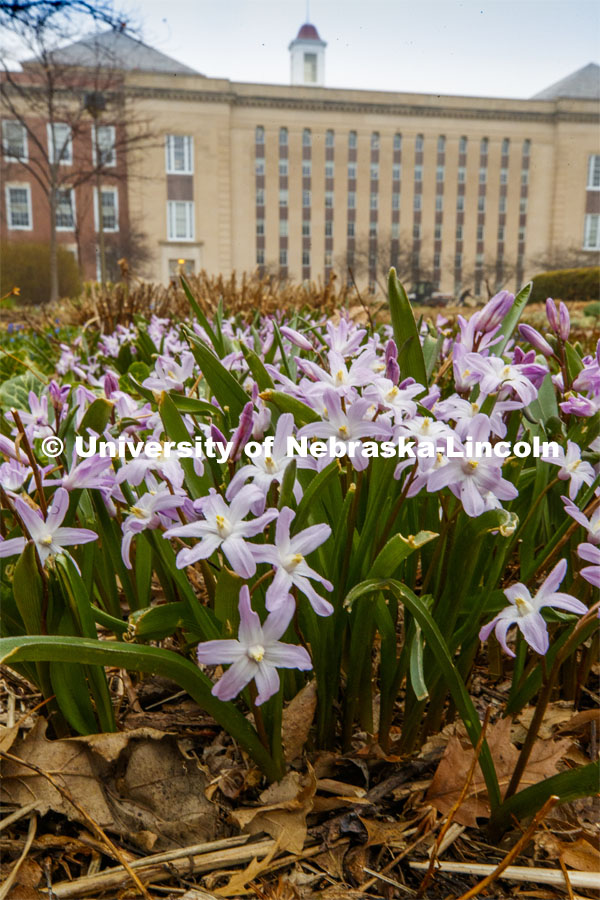 City campus begins to come alive as spring flowers and trees bloom. March 27, 2020. Photo by Craig Chandler / University Communication.
