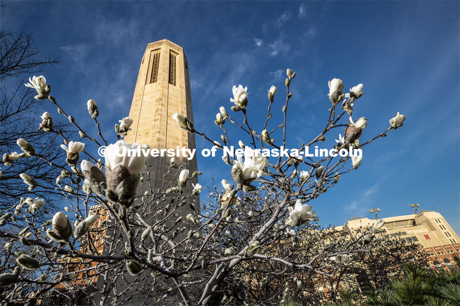 Blooms, blue sky and the Mueller Bell Tower on city campus. March 30, 2020. Photo by Craig Chandler / University Communication.