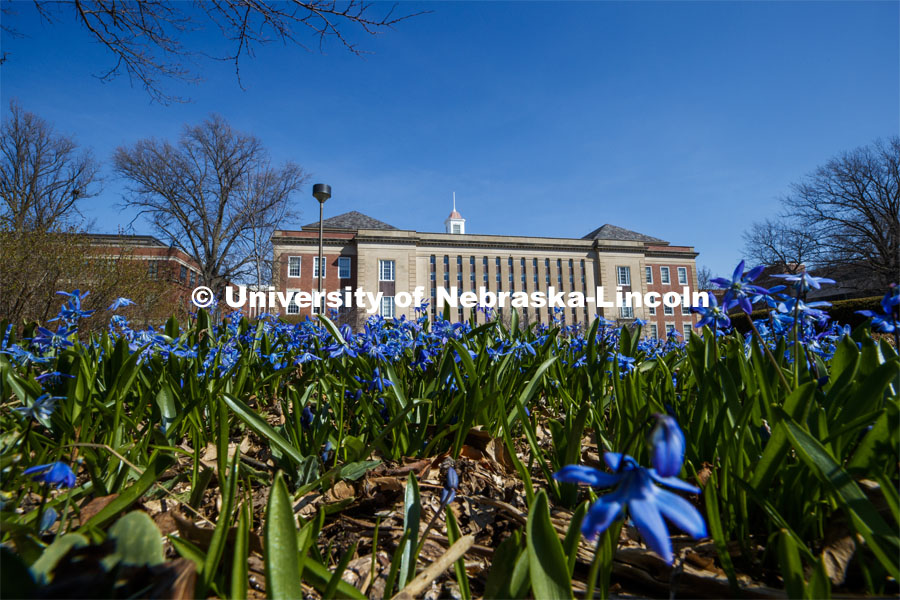 The Love Gardens in front of Love Library bloom with blue sky on city campus. March 30, 2020. Photo by Craig Chandler / University Communication.