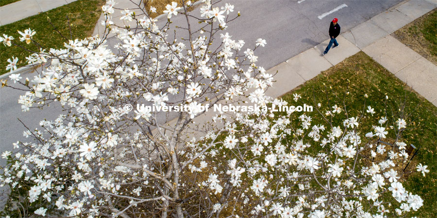 A young man in a Husker hat walks by a magnolia tree in bloom on East Campus. March 31, 2020. Photo by Craig Chandler / University Communication.