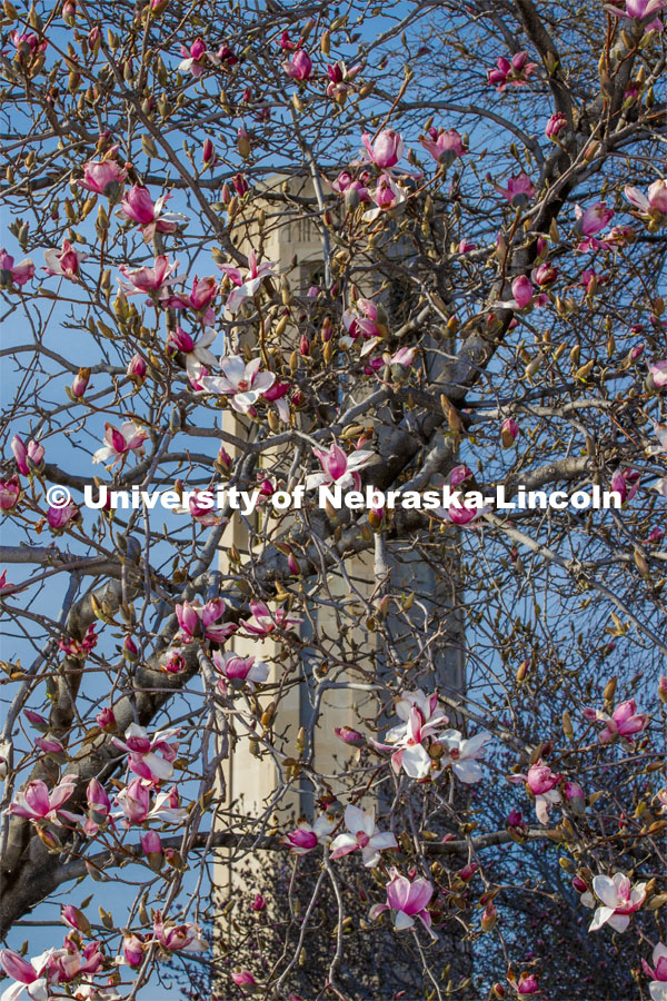 It’s spring on City Campus as trees flower around Mueller Tower. April 1, 2020. Photo by Craig Chandler / University Communication.