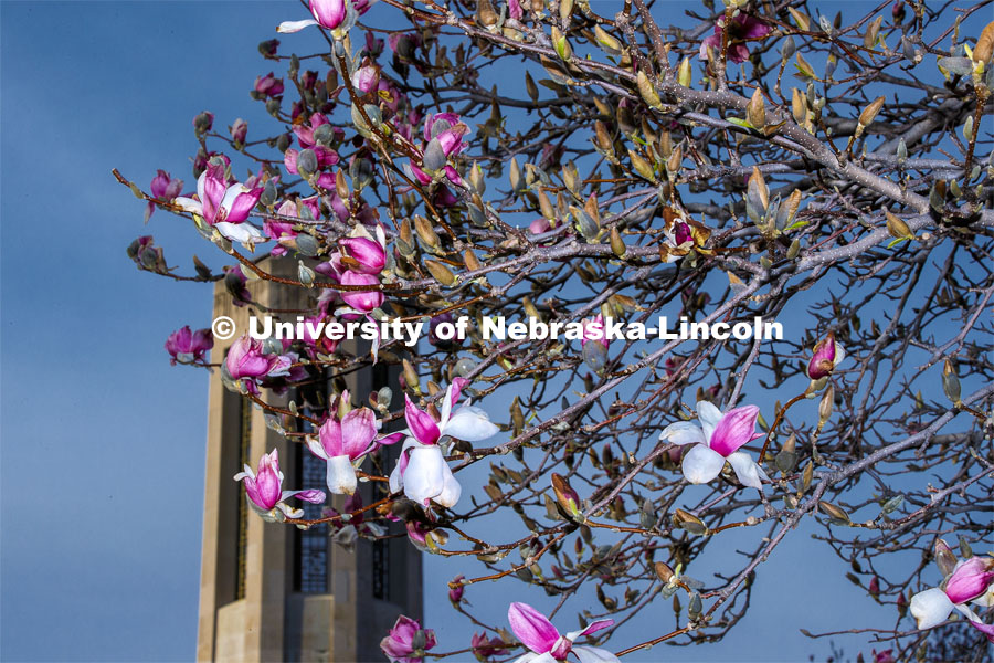 It’s spring on City Campus as trees flower around Mueller Tower. April 1, 2020. Photo by Craig Chandler / University Communication.