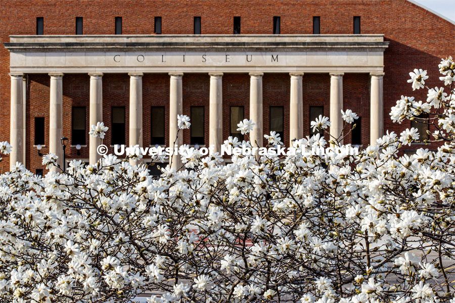 It’s spring on City Campus as trees flower in front of the Coliseum. April 1, 2020. Photo by Craig Chandler / University Communication.